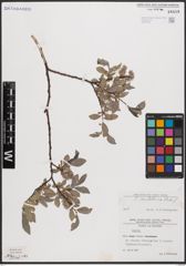 Foto von Salix cantabrica Rech. f.